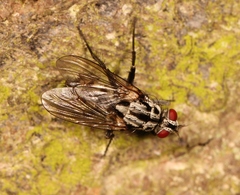 Eustalomyia festiva