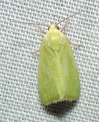 Earias smaragdina