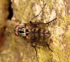 Eustalomyia festiva