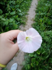 Calystegia sepium spectabilis