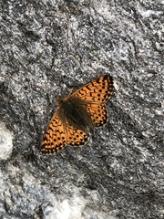 Boloria pales