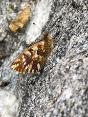 Boloria pales