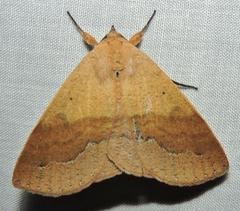 Ophyx ochroptera