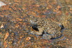 Bombina variegata pachypus