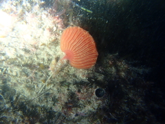 Sycozoa