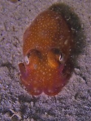 Sepiadarium austrinum