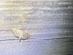 Lygropia