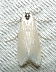 Scirpophaga