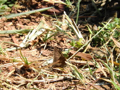 Lepidoptera