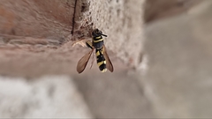 Leucospis intermedia