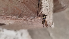 Leucospis intermedia