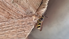 Leucospis intermedia