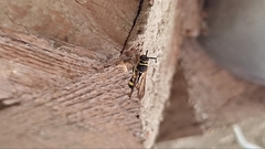 Leucospis intermedia