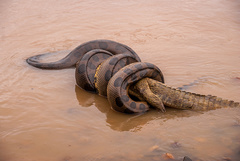 Anaconda photo 4