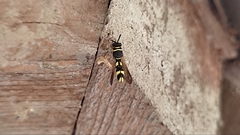 Leucospis intermedia