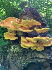 Laetiporus sulphureus
