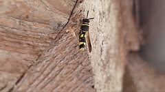 Leucospis intermedia