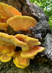 Laetiporus sulphureus