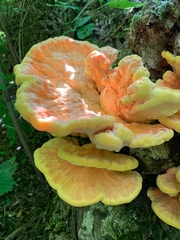 Laetiporus sulphureus