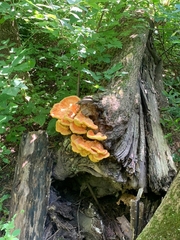 Laetiporus sulphureus