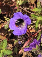 Bombus lapidarius