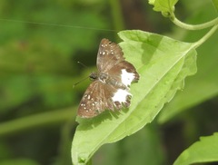 Tagiades trebellius