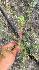 Lepidium densiflorum