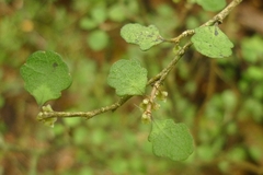 Melicytus micranthus