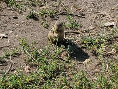 Ictidomys tridecemlineatus