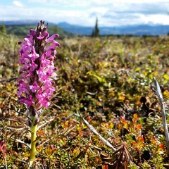 Pedicularis lanata