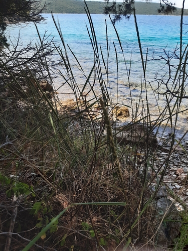 pýr sitinovitý (Elymus farctus)