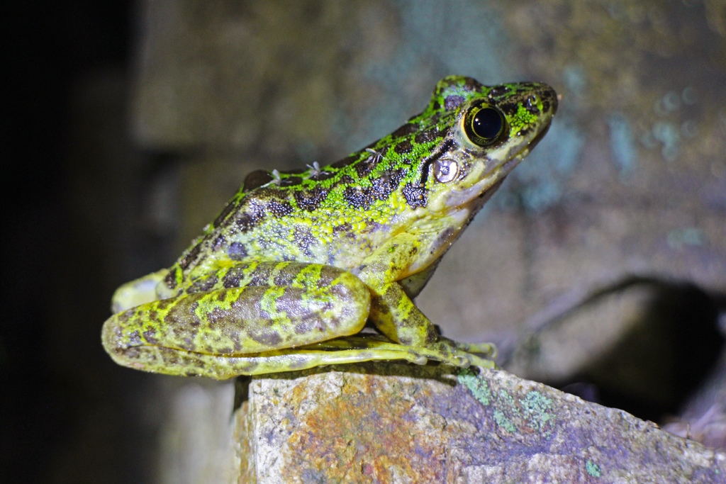 Huanggang Odorous Frog