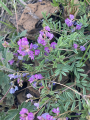 Astragalus vexilliflexus