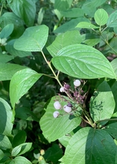 Cornus alba