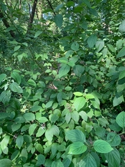 Cornus alba