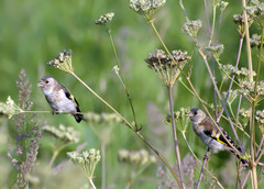 Carduelis carduelis