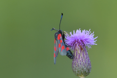 Zygaena centaureae