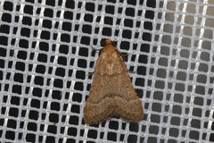 Bostra obsoletalis