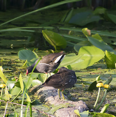 Gallinula chloropus