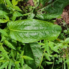 Rumex nepalensis