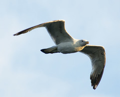 Larus cachinnans