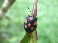 Brachystethus rubromaculatus