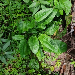 Rumex nepalensis