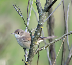 Curruca communis