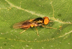 Microchrysa flavicornis