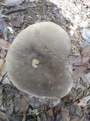 Tylopilus atronicotianus
