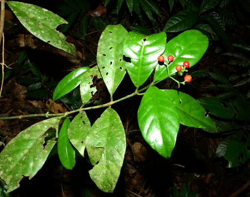 Psychotria perferruginea