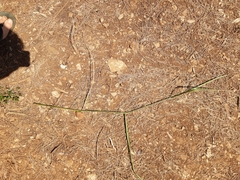 Elymus farctus