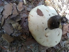 Tylopilus atronicotianus