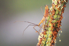 Zelus cervicalis